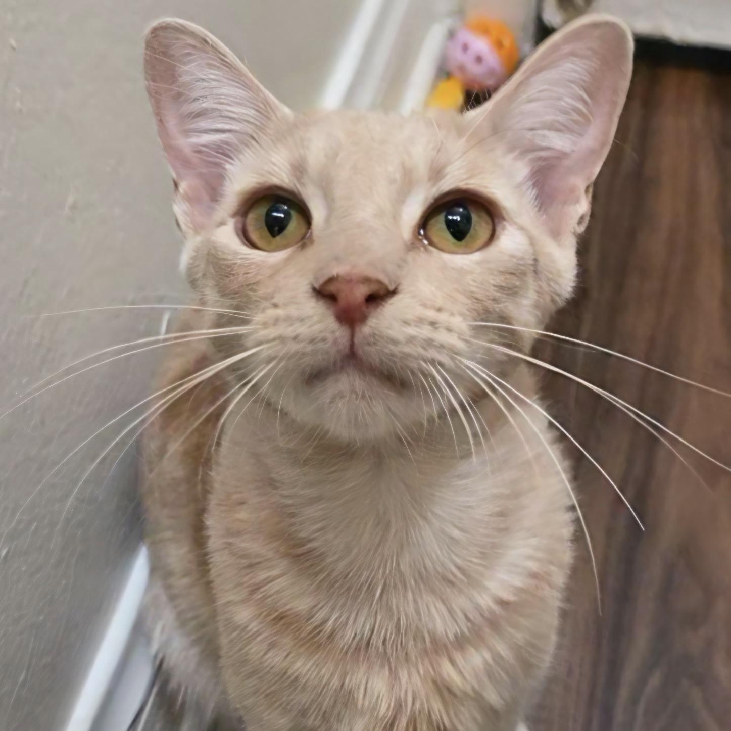 Enlarge Ron, a Adoptable Domestic Short Hair in Huntington Beach, CA image 2/6