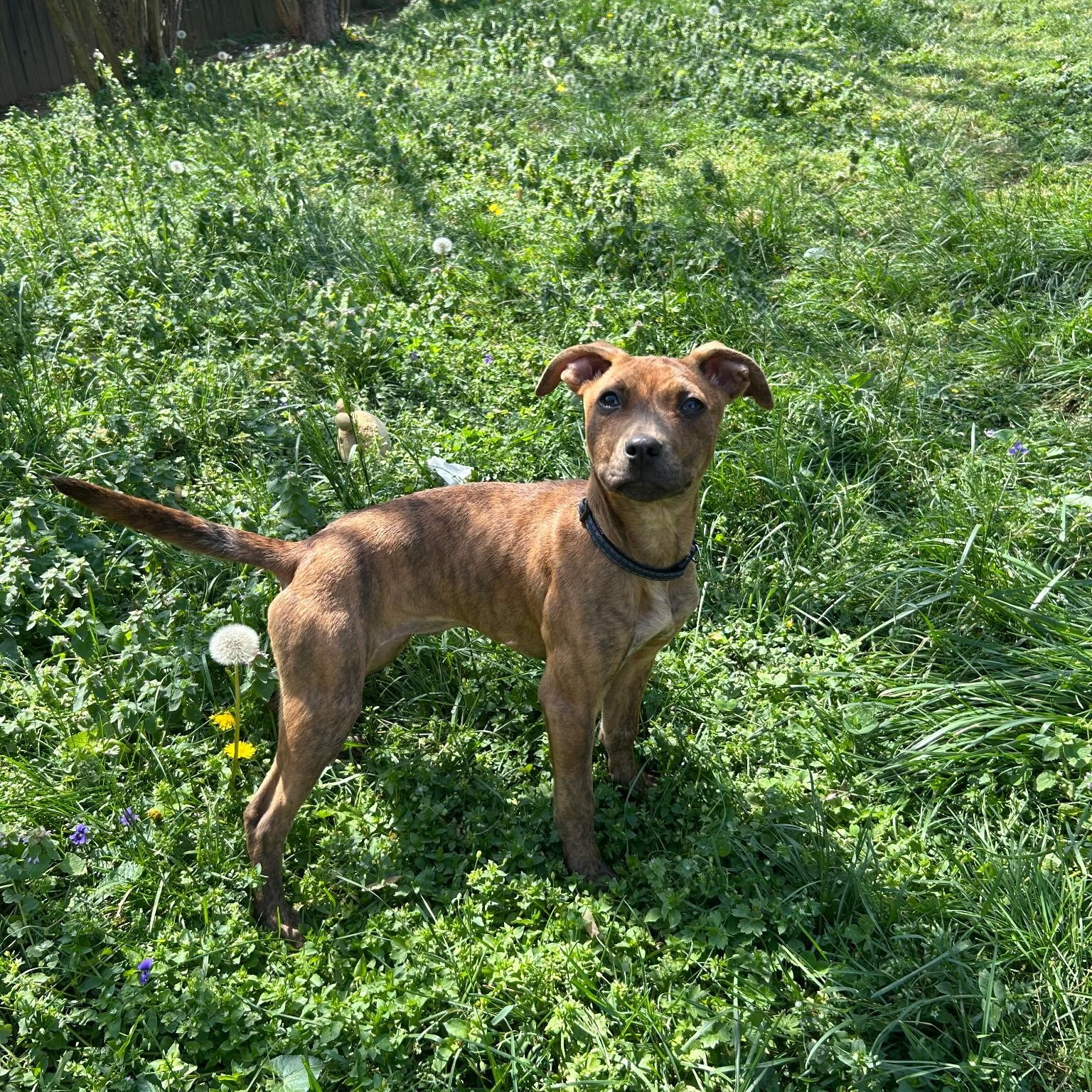 Enlarge Snooki, an adopted mixed breed in Spring hill, TN image 1/2