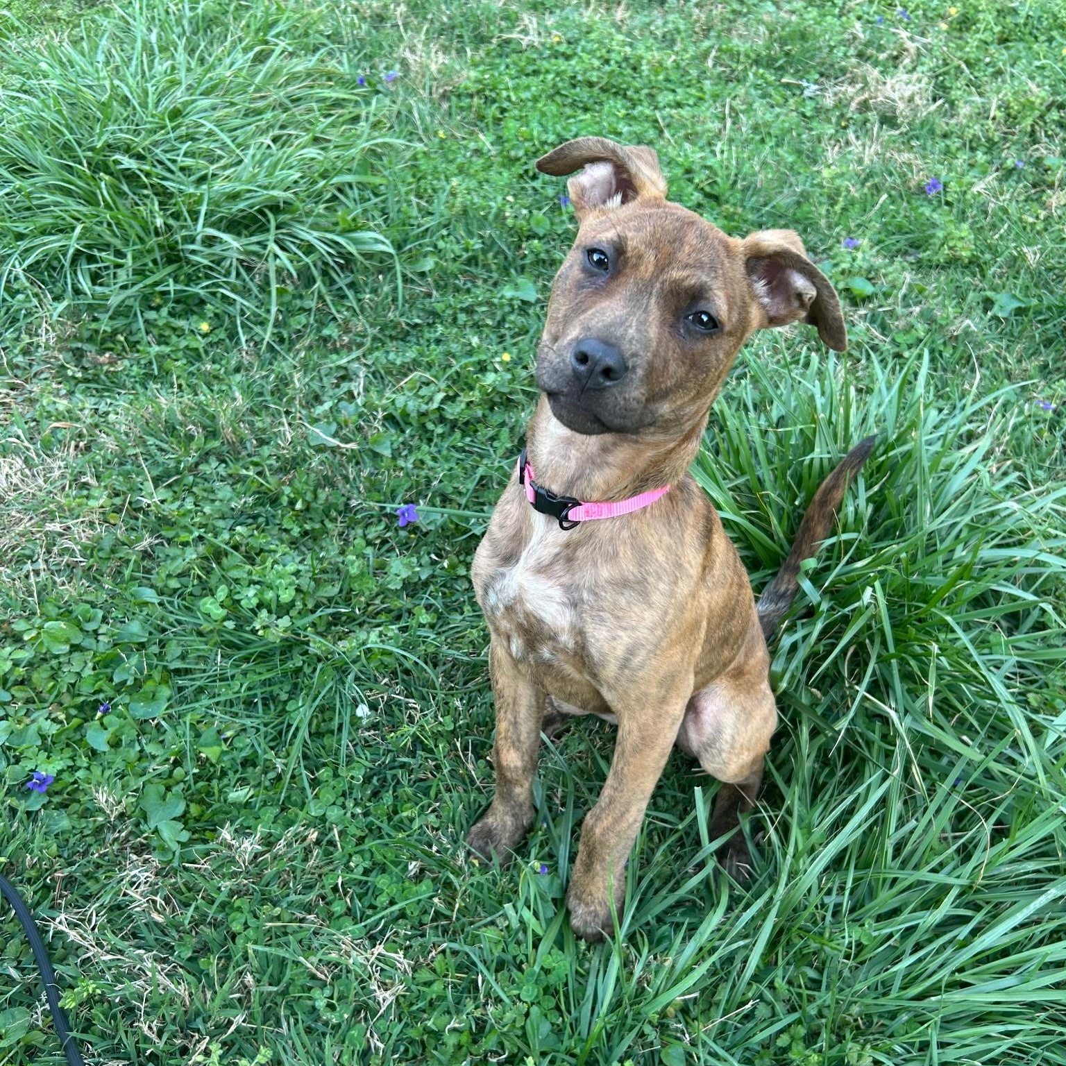 Enlarge Snooki, an adopted mixed breed in Spring hill, TN image 2/2