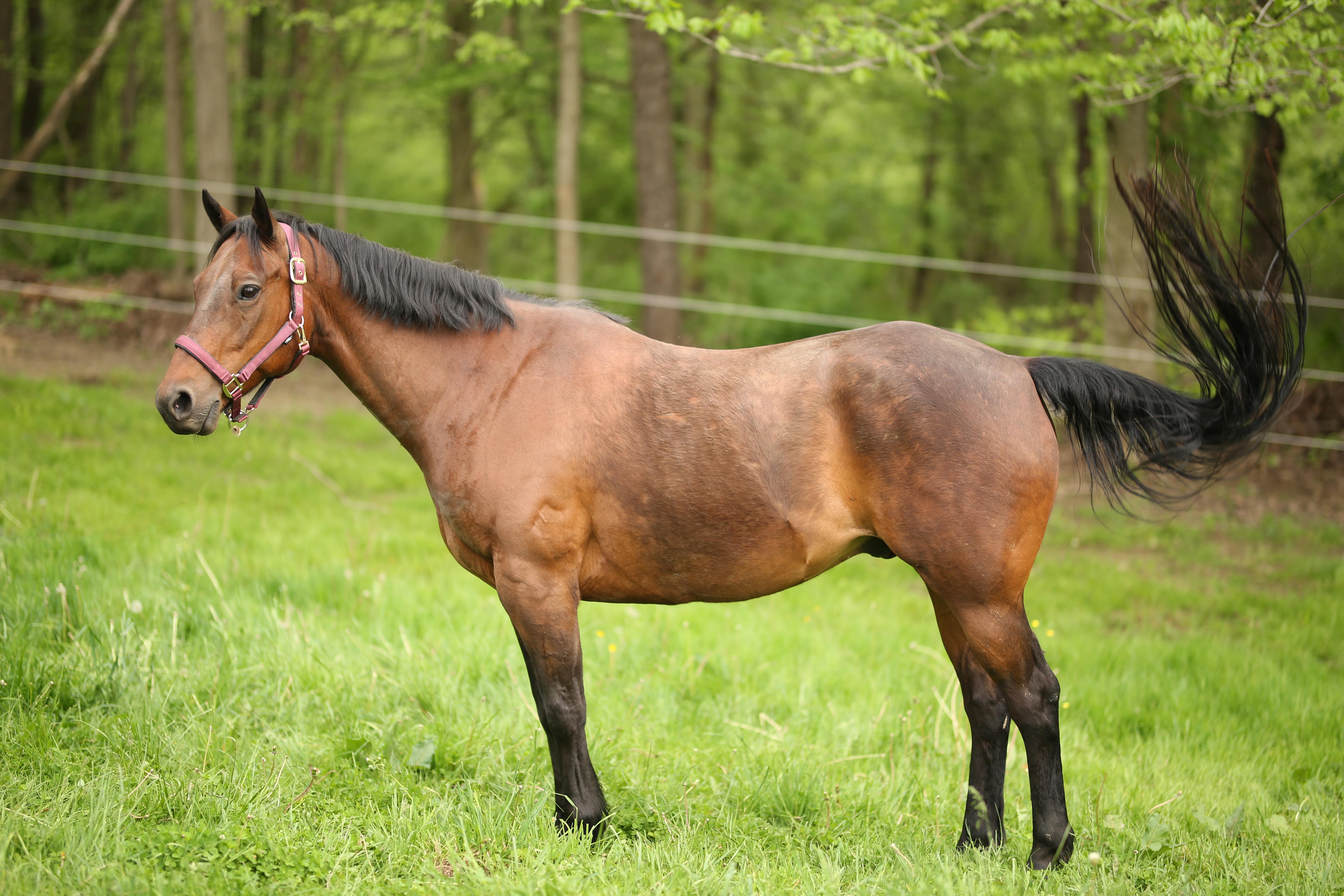 Justin, a ADOPTABLE Quarterhorse in Wadsworth, OH image 2/2