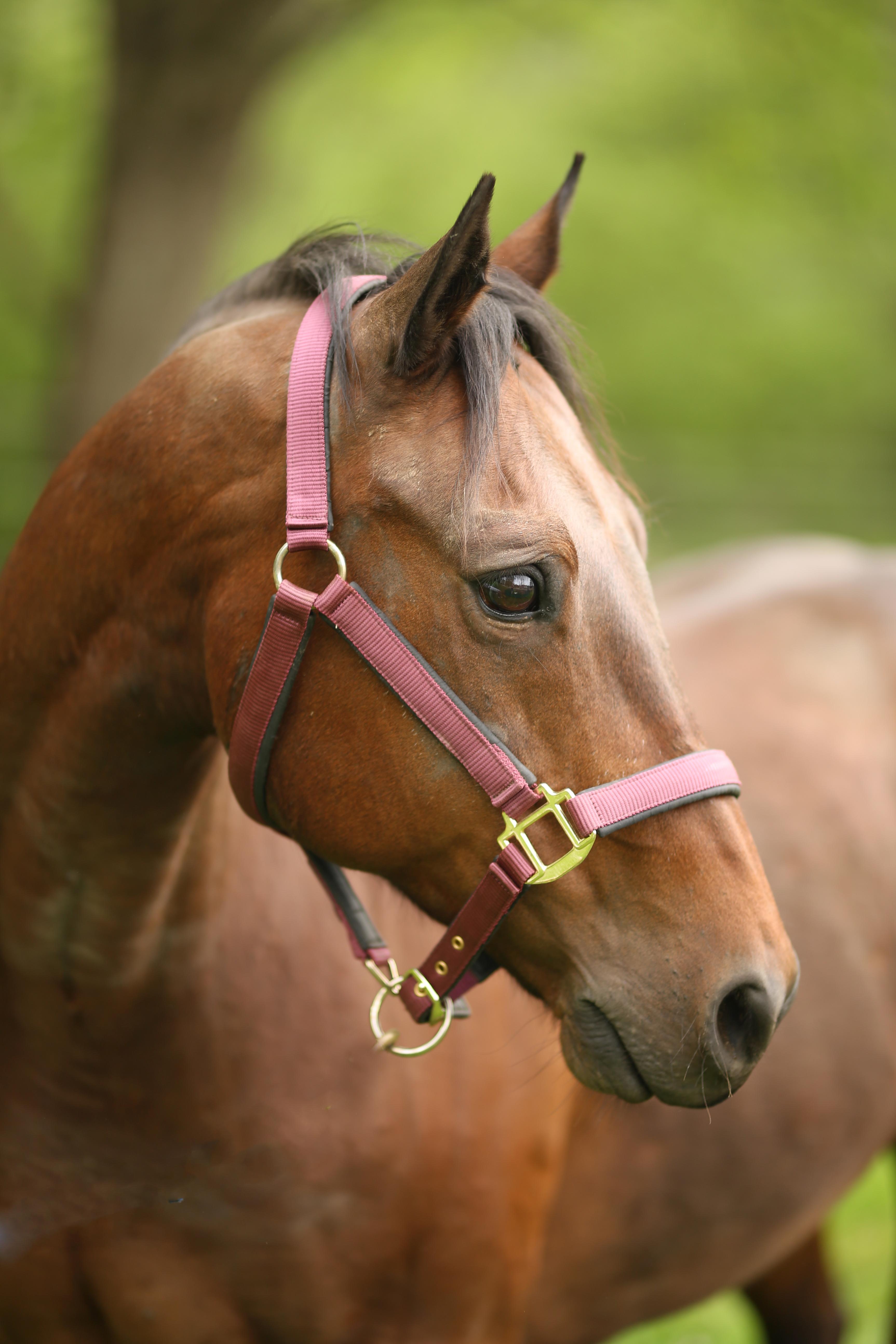 Justin, ADOPTABLE, Adult Male Quarterhorse.