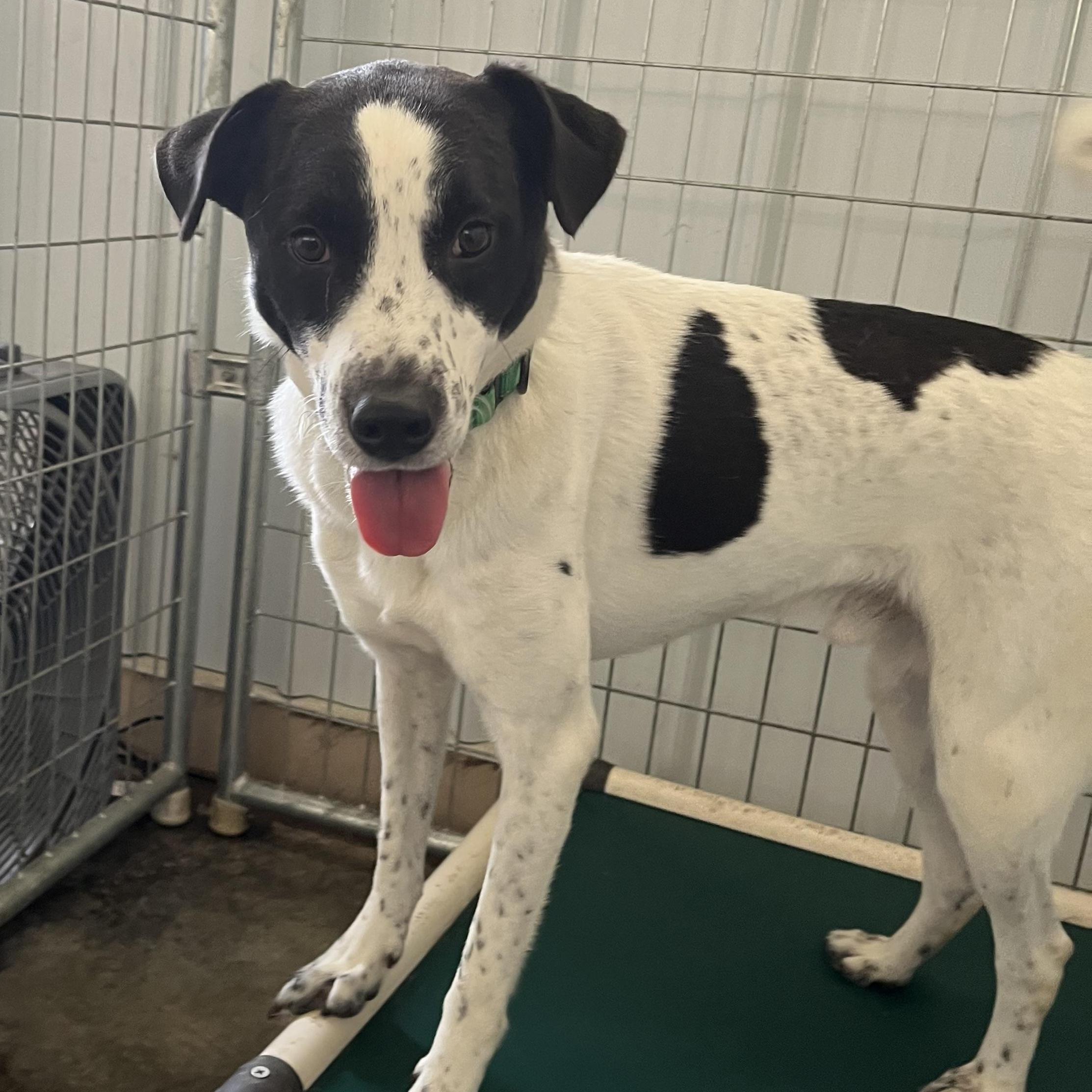 Hoppy, an adoptable mixed breed in Washington, PA image 5/6