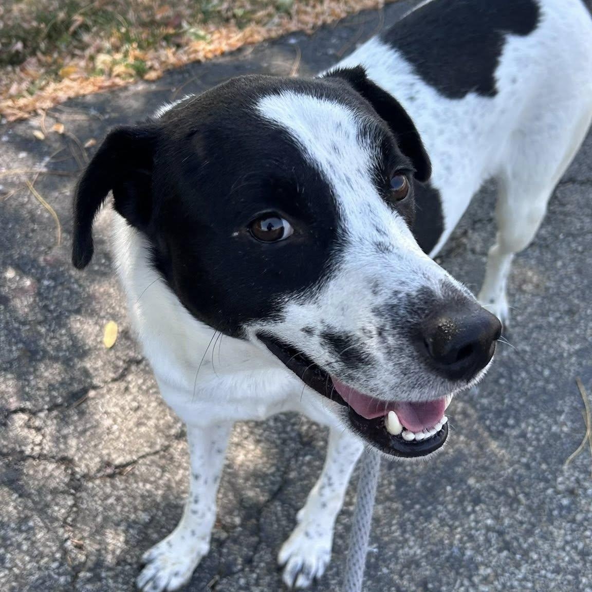 Hoppy, an adoptable mixed breed in Washington, PA image 4/6