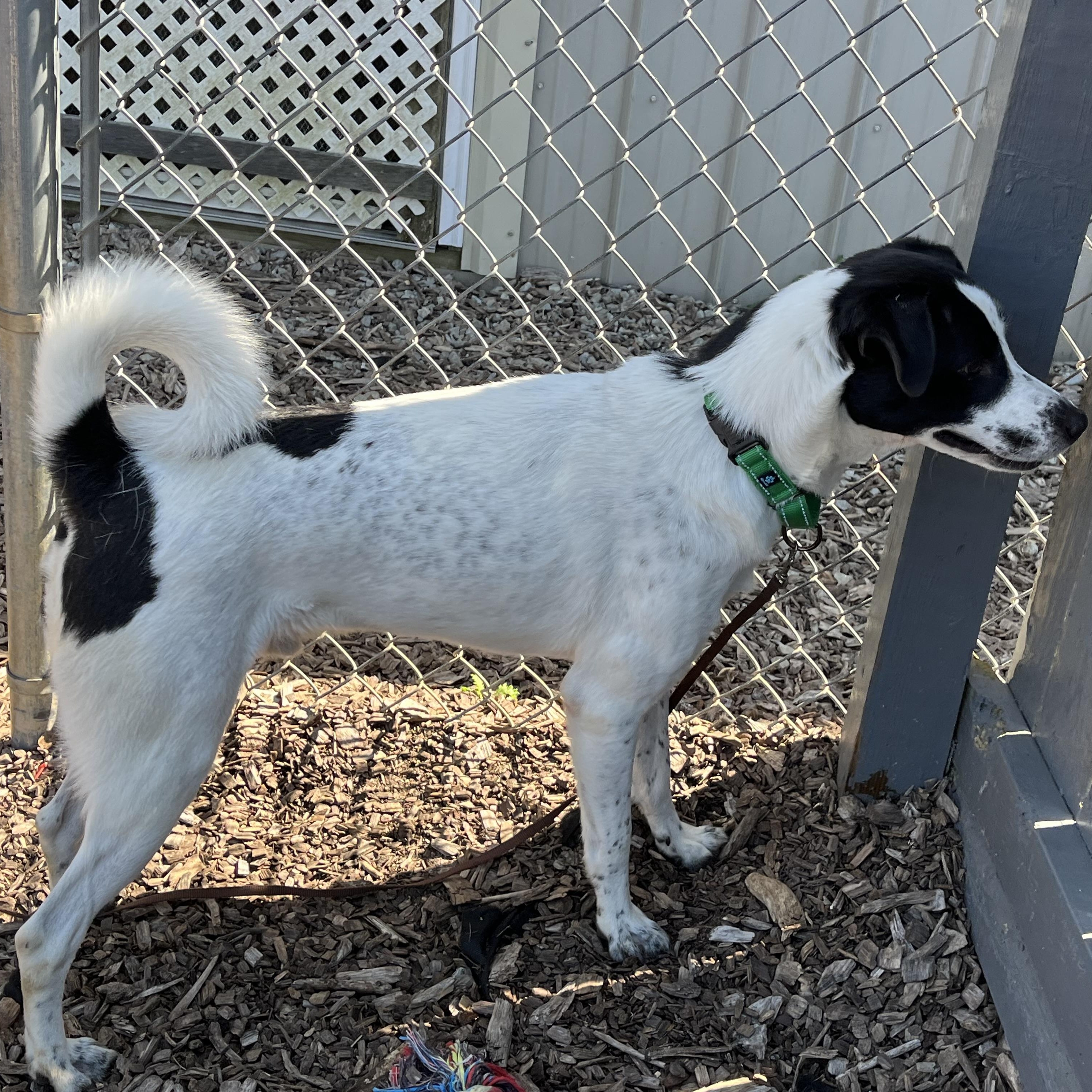 Hoppy, an adoptable mixed breed in Washington, PA image 6/6