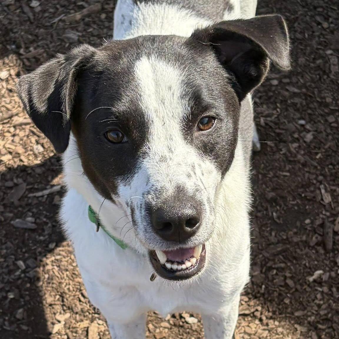 Hoppy, adoptable, Adult Male Canaan Dog.