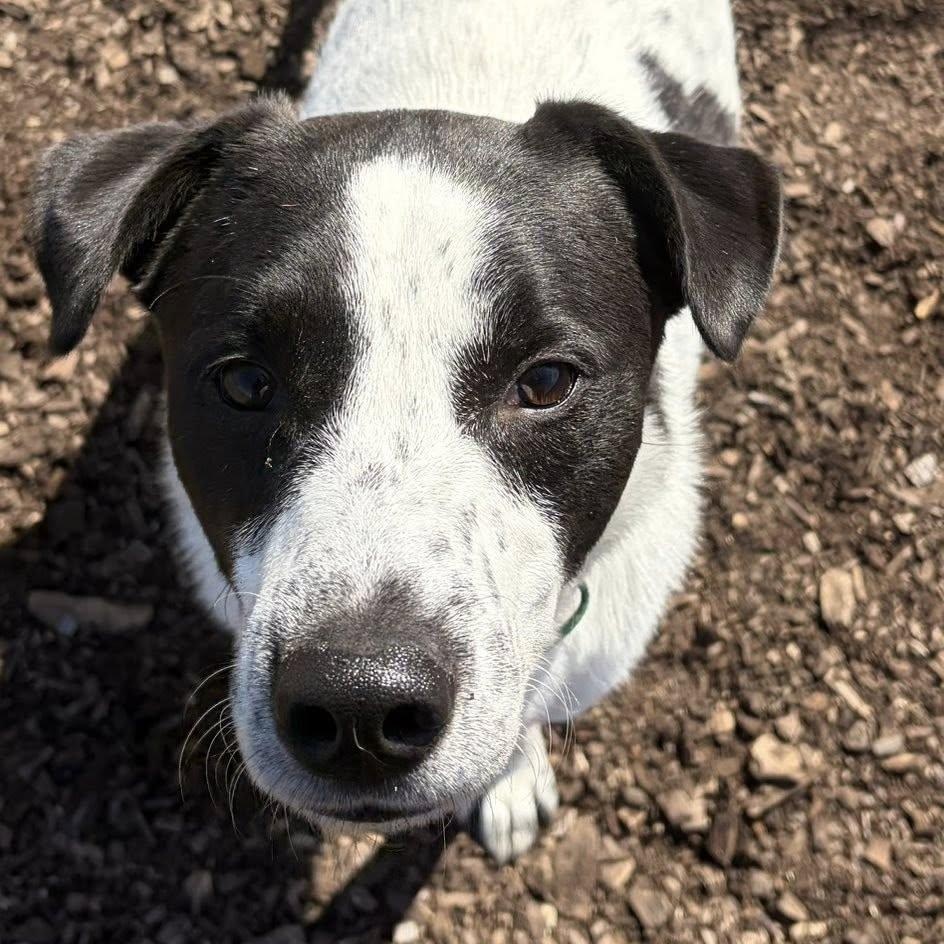 Hoppy, an adoptable mixed breed in Washington, PA image 2/6