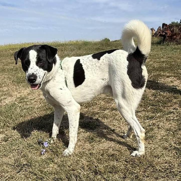 Hoppy, an adoptable mixed breed in Washington, PA image 3/6