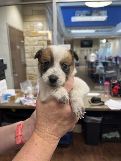 Enlarge Midori, a Adoptable mixed breed in North Richland Hills, TX image 1/3