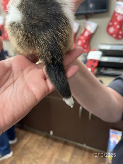 Enlarge Midori, a Adoptable mixed breed in North Richland Hills, TX image 2/3