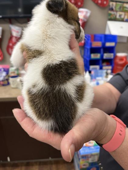 Enlarge Midori, a Adoptable mixed breed in North Richland Hills, TX image 3/3