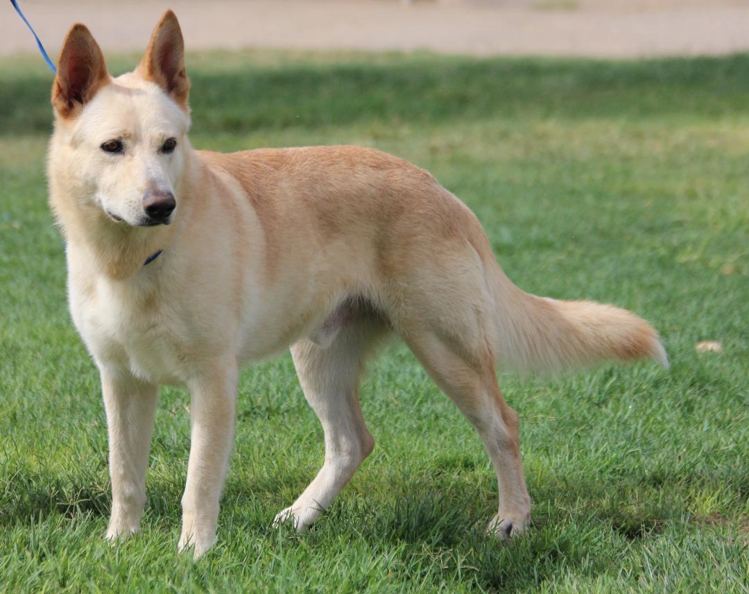 RUGER, a Adopted White German Shepherd in Pearce, AZ image 1/6