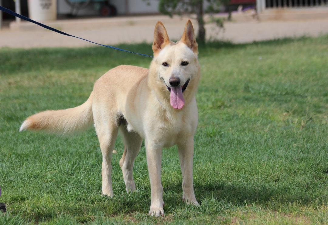 RUGER, a Adopted White German Shepherd in Pearce, AZ image 2/6