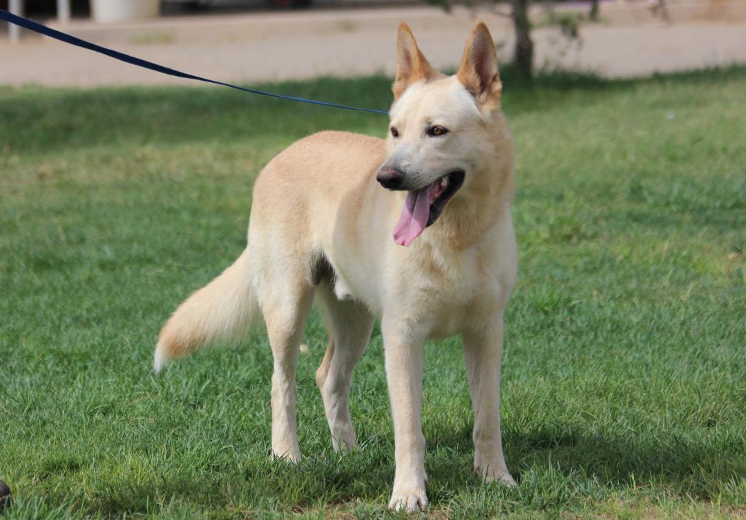 RUGER, a Adopted White German Shepherd in Pearce, AZ image 5/6