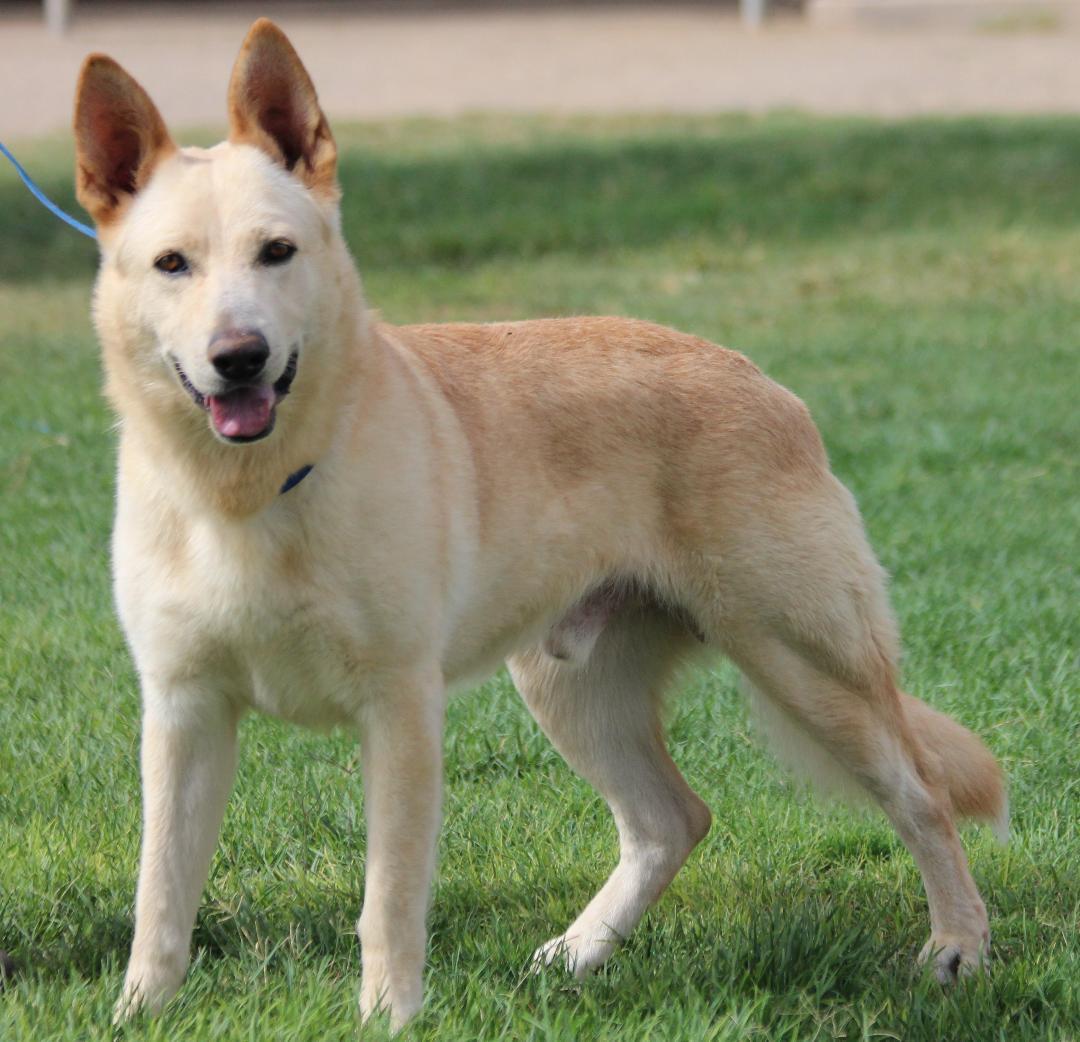 RUGER, Adopted, Young Male White German Shepherd.