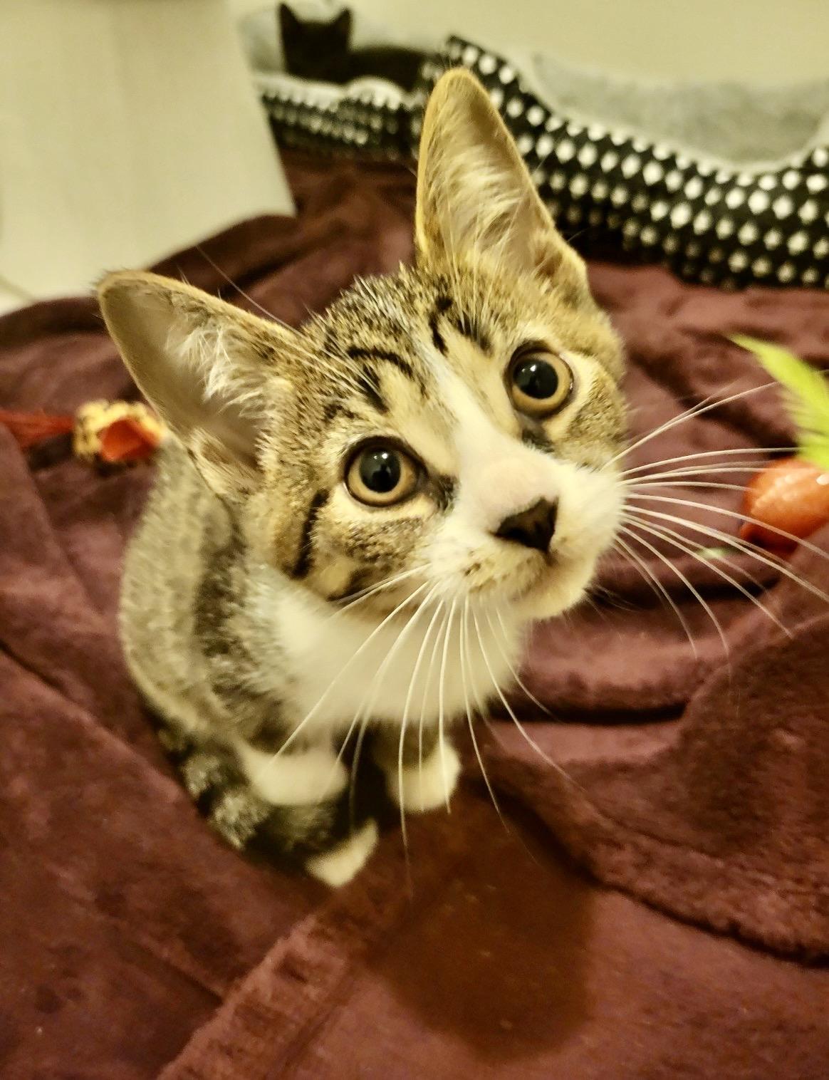 Enlarge Kittens-Pet Valu Clarkson, a ADOPTABLE Domestic Short Hair in Mississauga, ON image 6/6