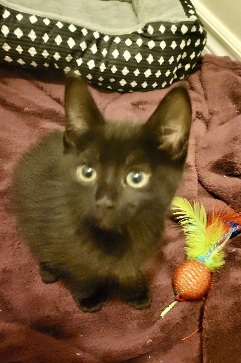Enlarge Kittens-Pet Valu Clarkson, a ADOPTABLE Domestic Short Hair in Mississauga, ON image 4/6