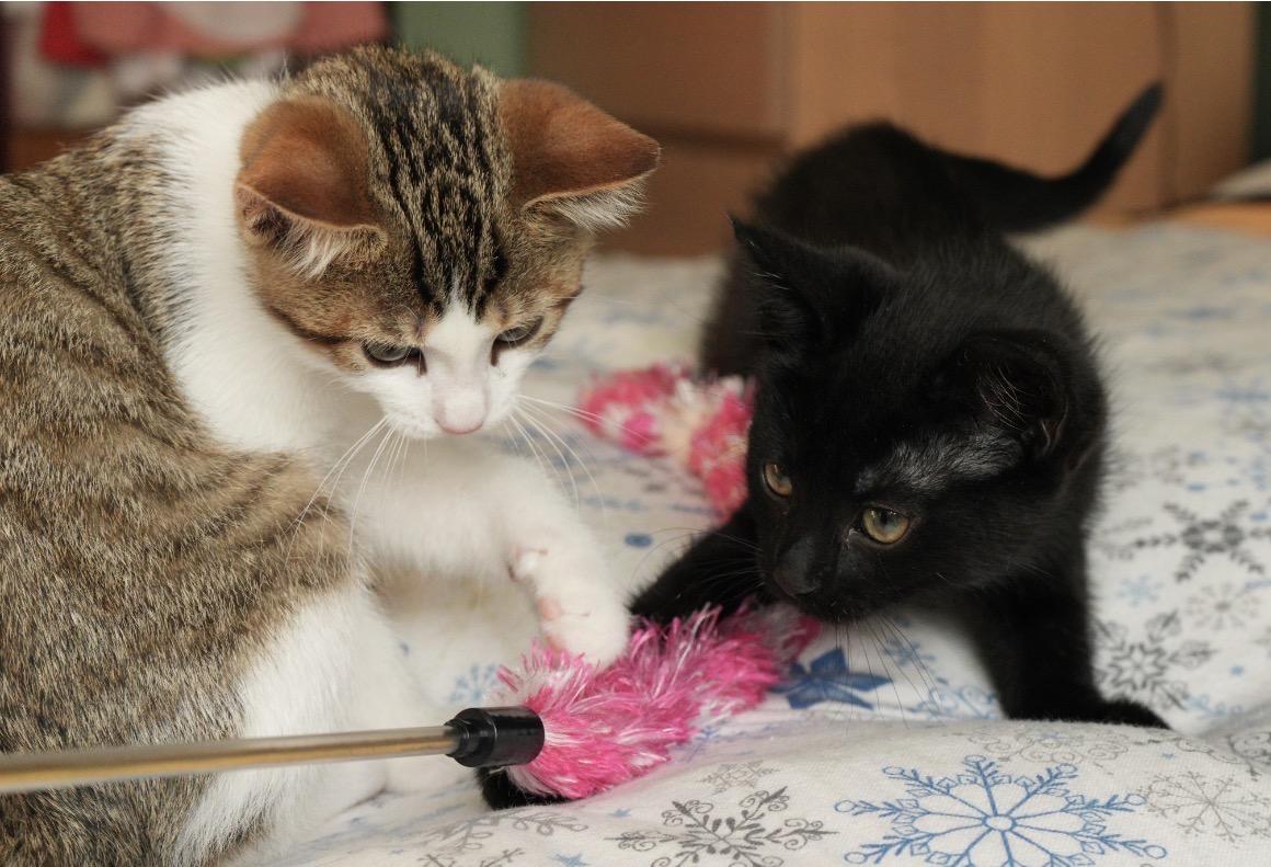 Enlarge Kittens-Pet Valu Clarkson, a ADOPTABLE Domestic Short Hair in Mississauga, ON image 2/6