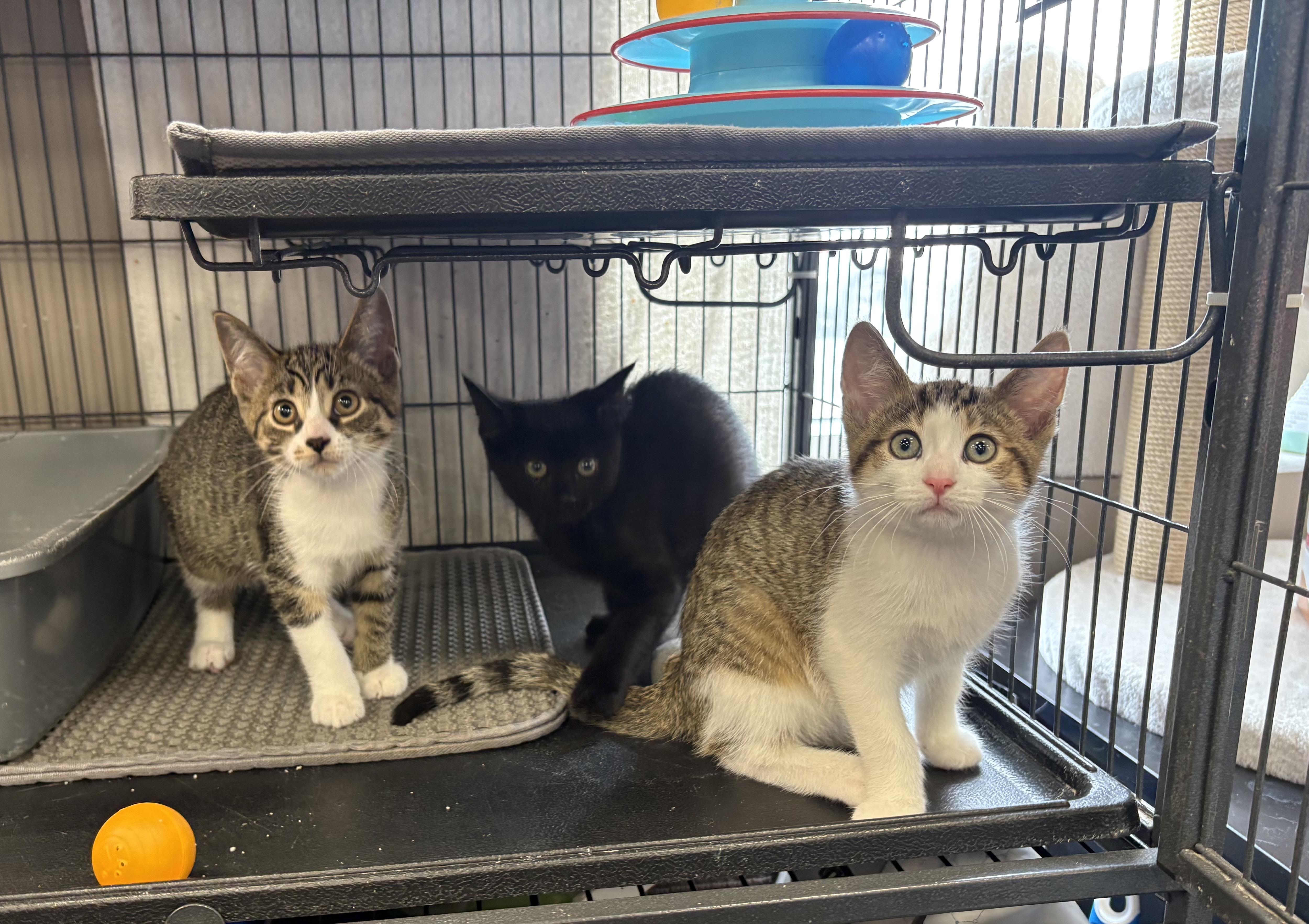 Enlarge Kittens-Pet Valu Clarkson, a ADOPTABLE Domestic Short Hair in Mississauga, ON image 1/6