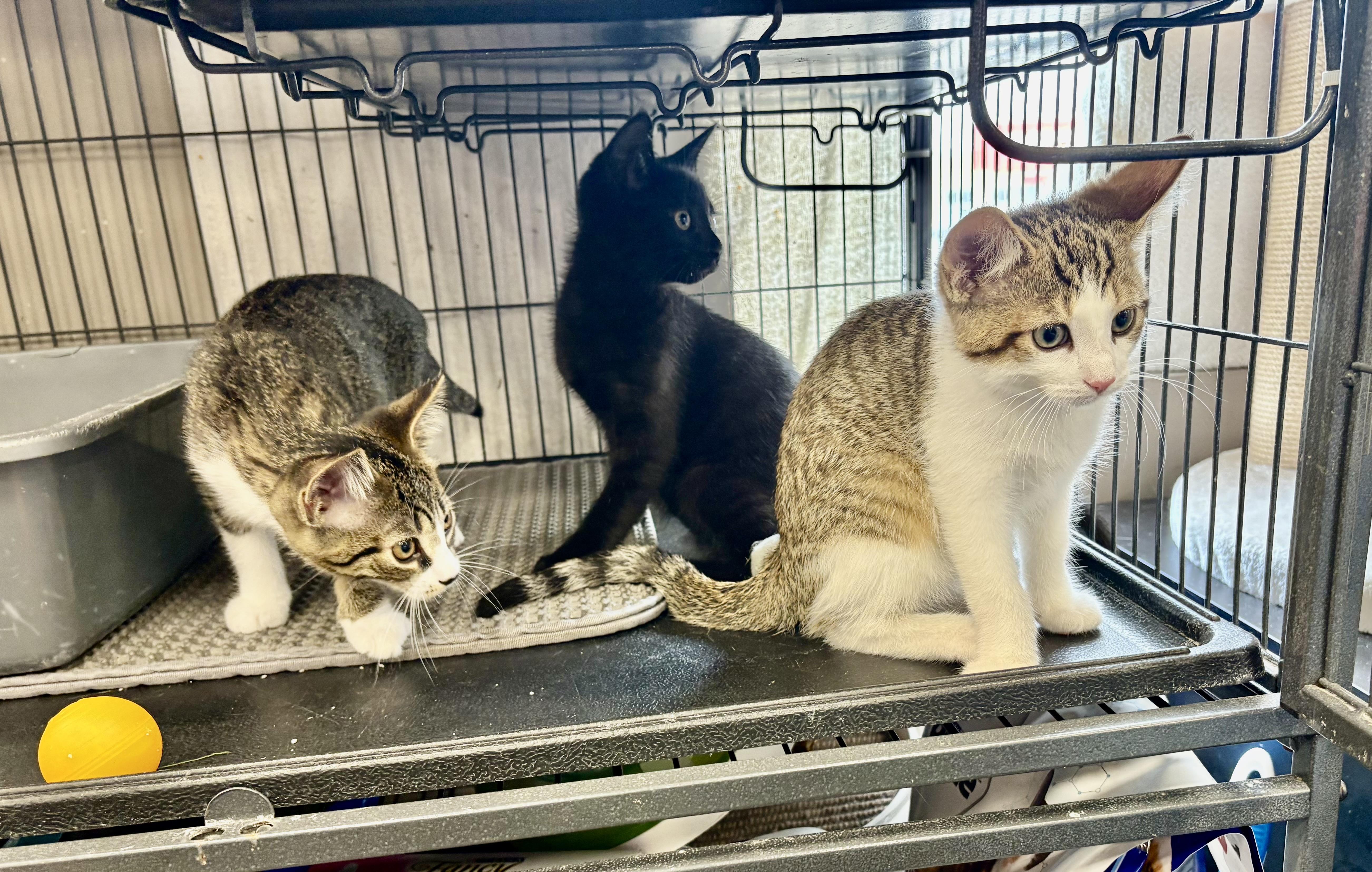 Enlarge Kittens-Pet Valu Clarkson, a ADOPTABLE Domestic Short Hair in Mississauga, ON image 5/6