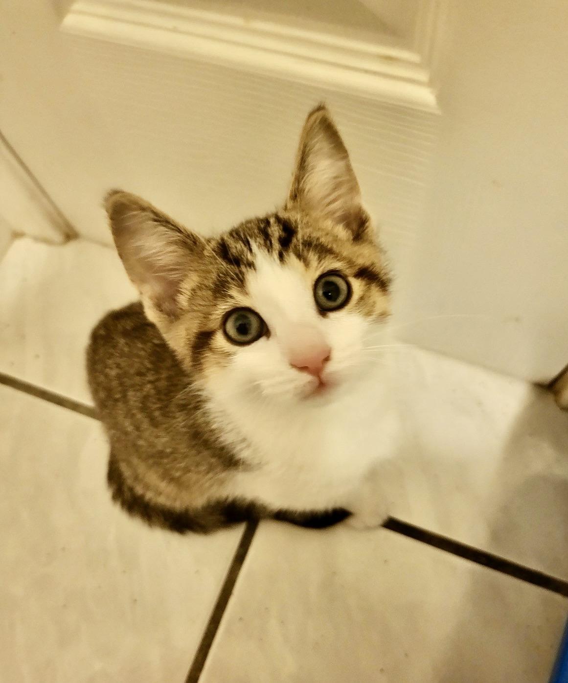 Enlarge Kittens-Pet Valu Clarkson, a ADOPTABLE Domestic Short Hair in Mississauga, ON image 3/6