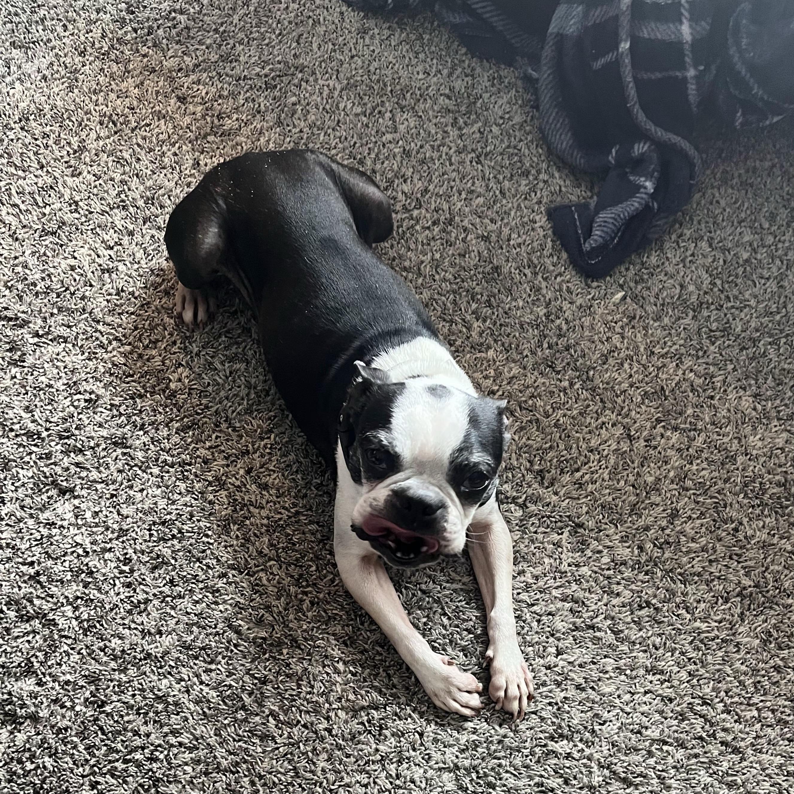 Enlarge Freddy in CO, a Adoptable Boston Terrier in Littleton, CO image 2/3