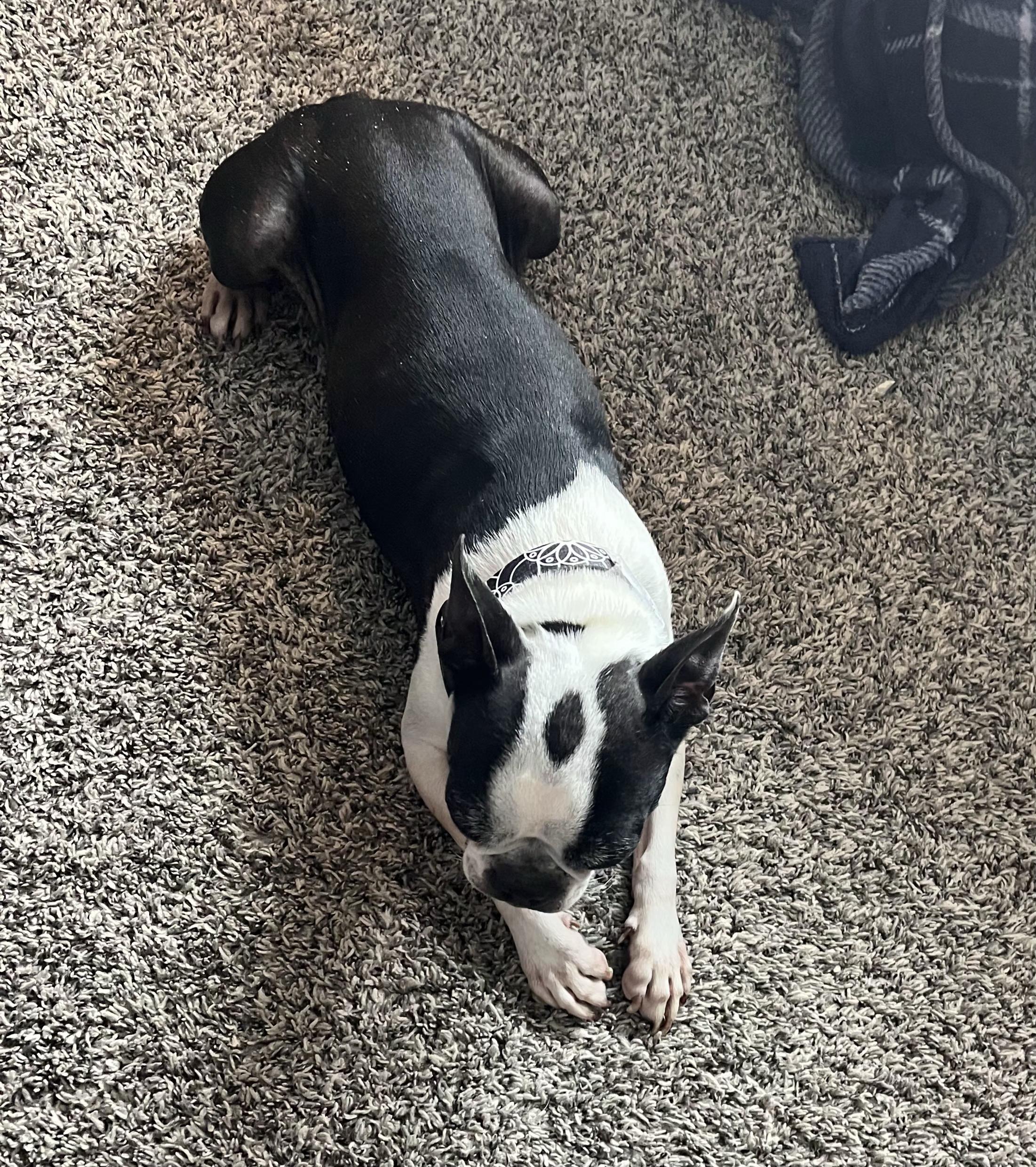 Enlarge Freddy in CO, a Adoptable Boston Terrier in Littleton, CO image 3/3