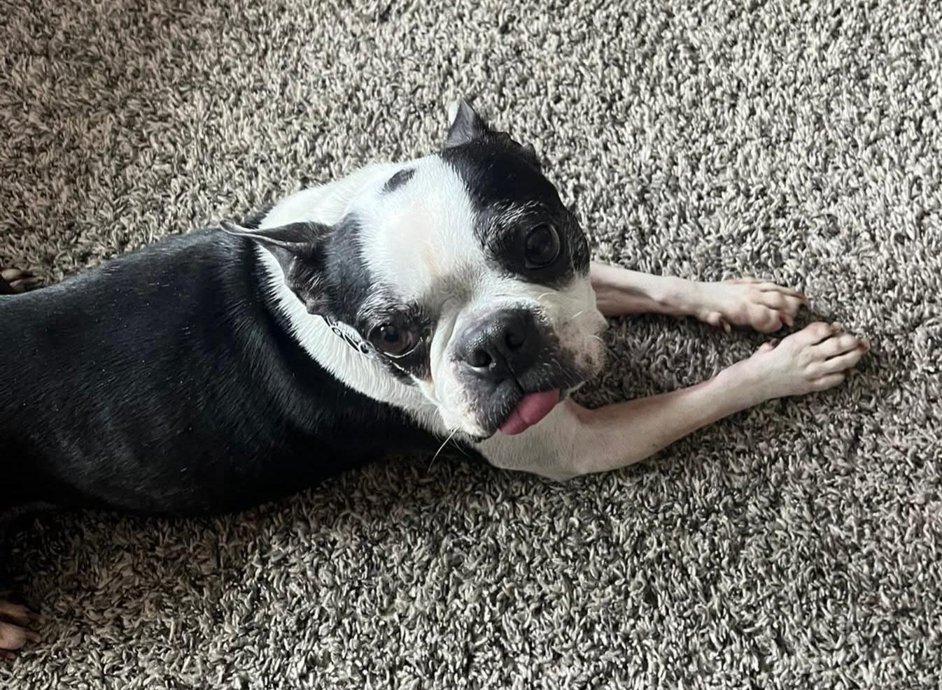 Freddy in CO, Adoptable, Adult Male Boston Terrier.