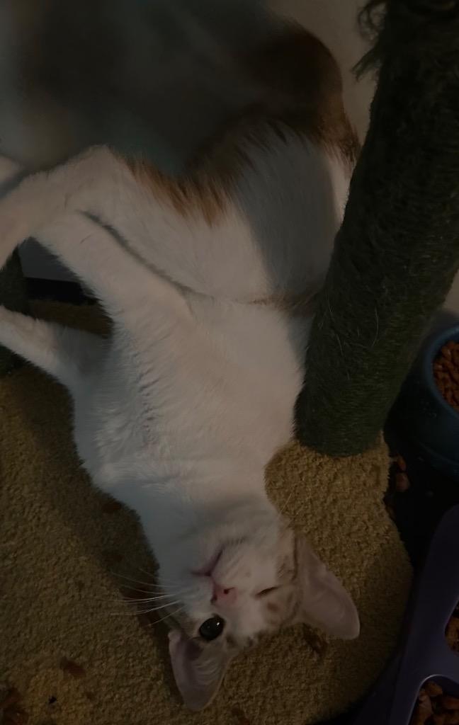 Jackie, Adoptable, Young Female Domestic Short Hair.