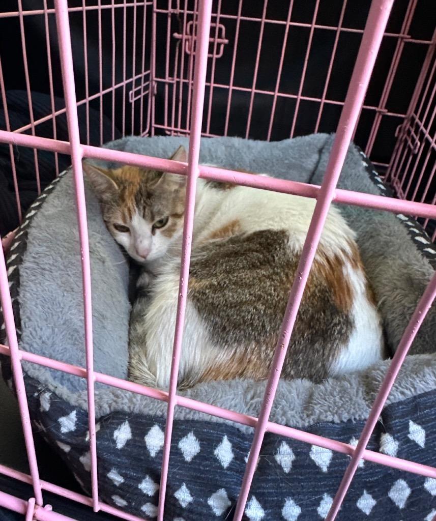 Jackie, a Adoptable mixed breed in Douglasville, GA image 2/3