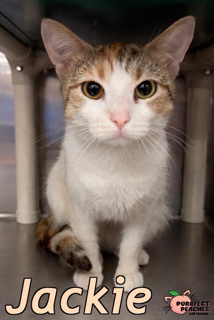 Jackie, a Adoptable mixed breed in Douglasville, GA image 3/3