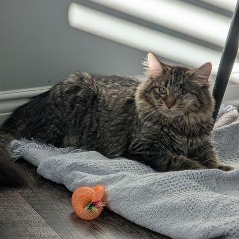 Enlarge Rudy, a Adoptable Domestic Medium Hair in Lake Orion, MI image 1/3