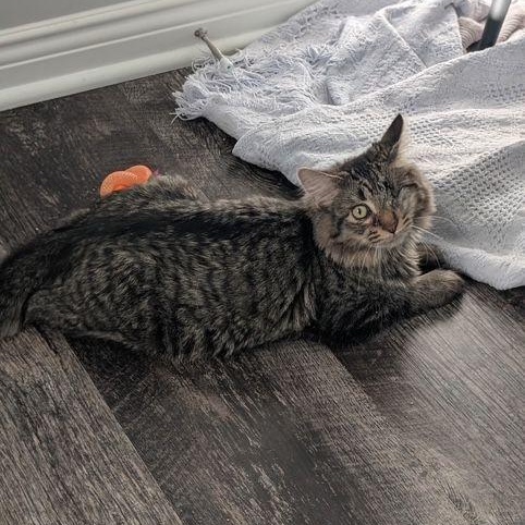 Enlarge Rudy, a Adoptable Domestic Medium Hair in Lake Orion, MI image 2/3