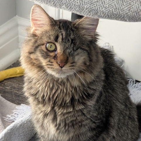 Enlarge Rudy, a Adoptable Domestic Medium Hair in Lake Orion, MI image 3/3