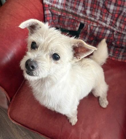 Sally, Adoptable, Adult Female Terrier & Chihuahua.