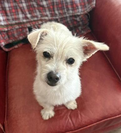 Enlarge Sally, a Adoptable mixed breed in Seattle, WA image 2/2