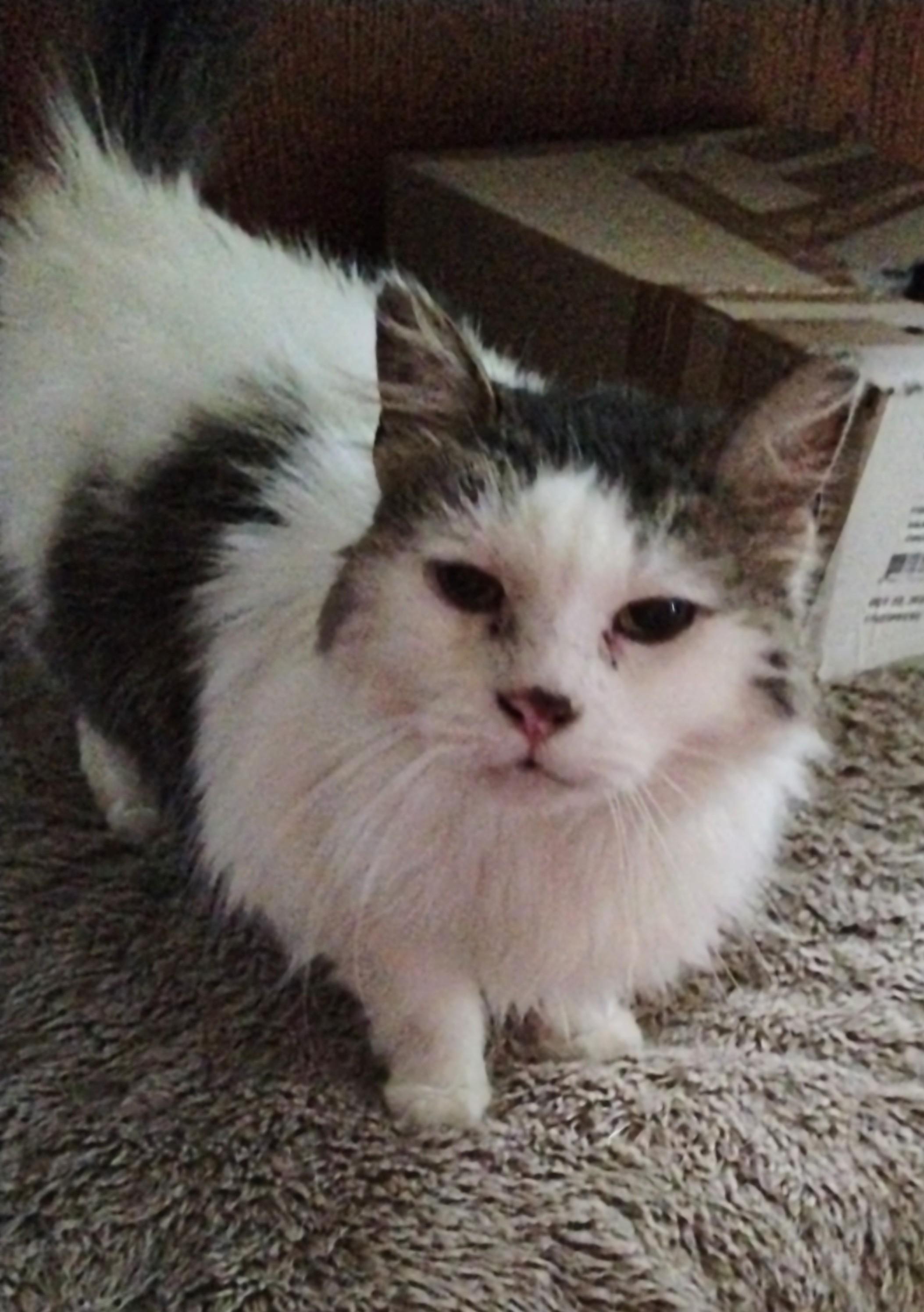 Rachel, a Adoptable mixed breed in Brainerd, MN image 1/6