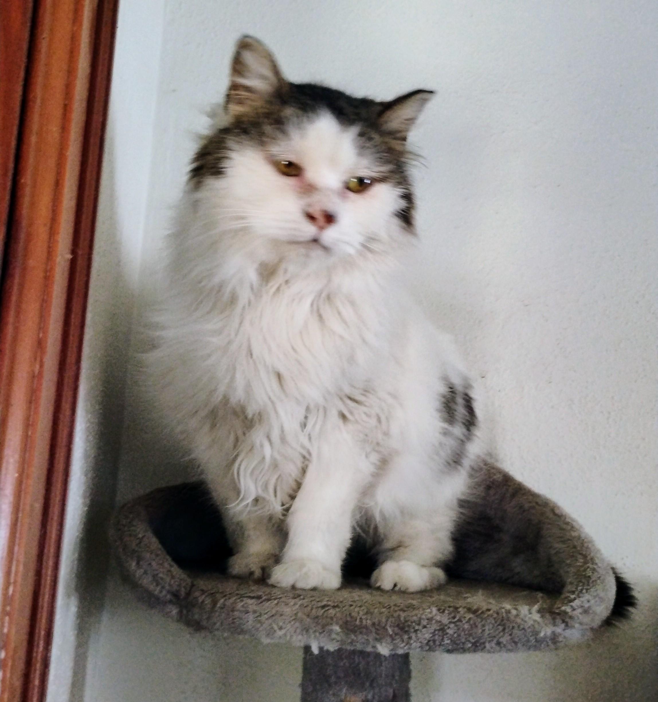 Rachel, a Adoptable mixed breed in Brainerd, MN image 4/6