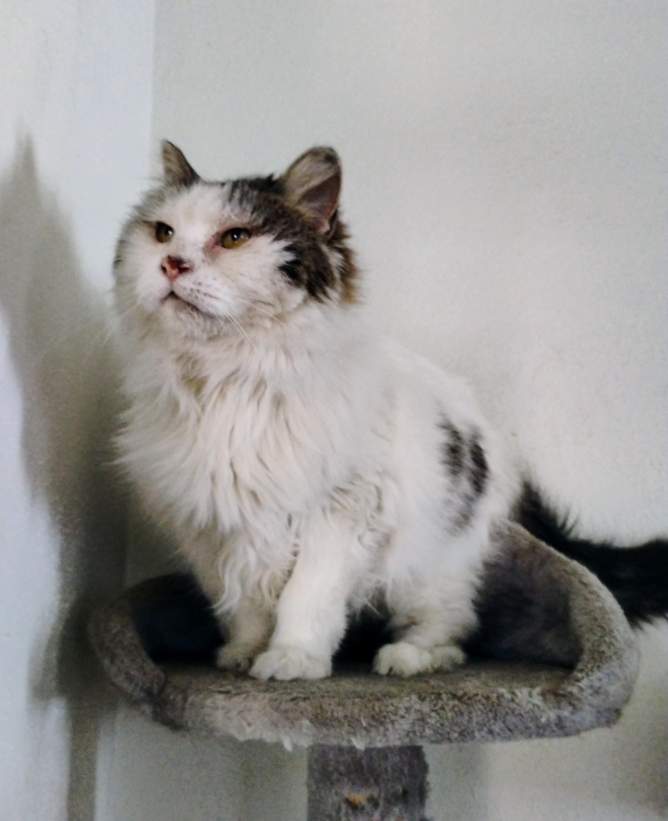 Rachel, a Adoptable mixed breed in Brainerd, MN image 5/6