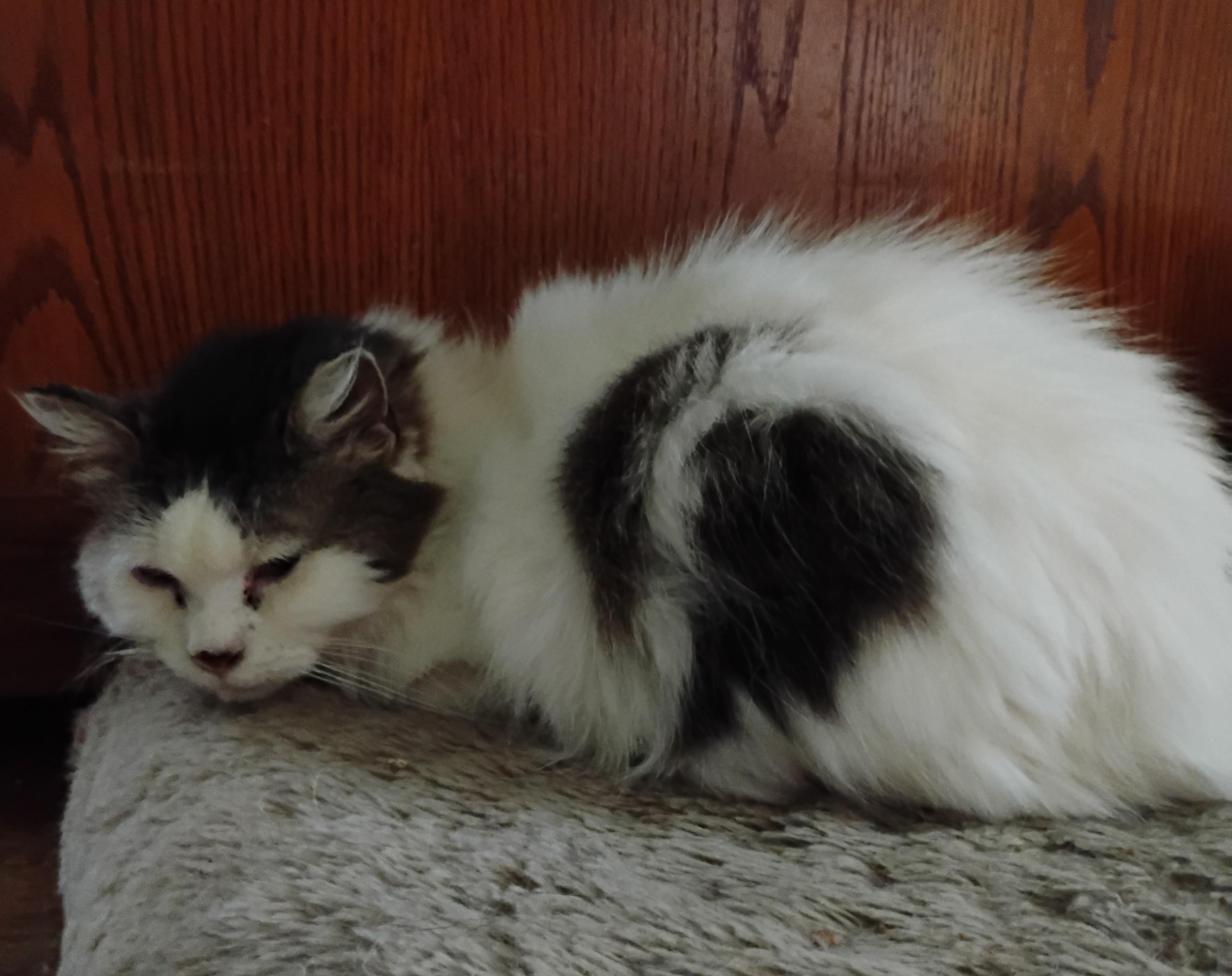 Rachel, a Adoptable mixed breed in Brainerd, MN image 2/6