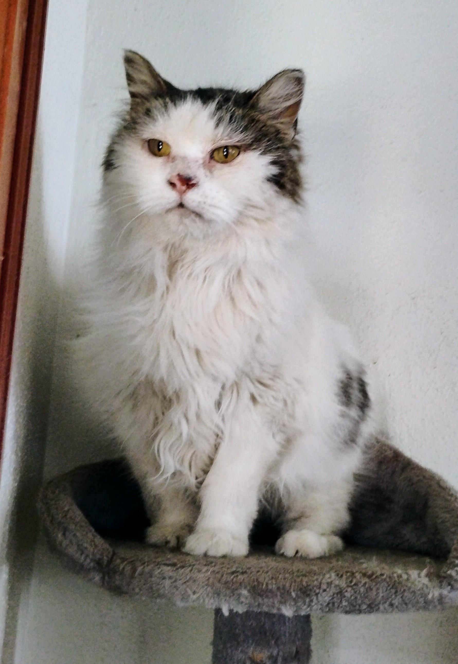 Rachel, a Adoptable mixed breed in Brainerd, MN image 3/6