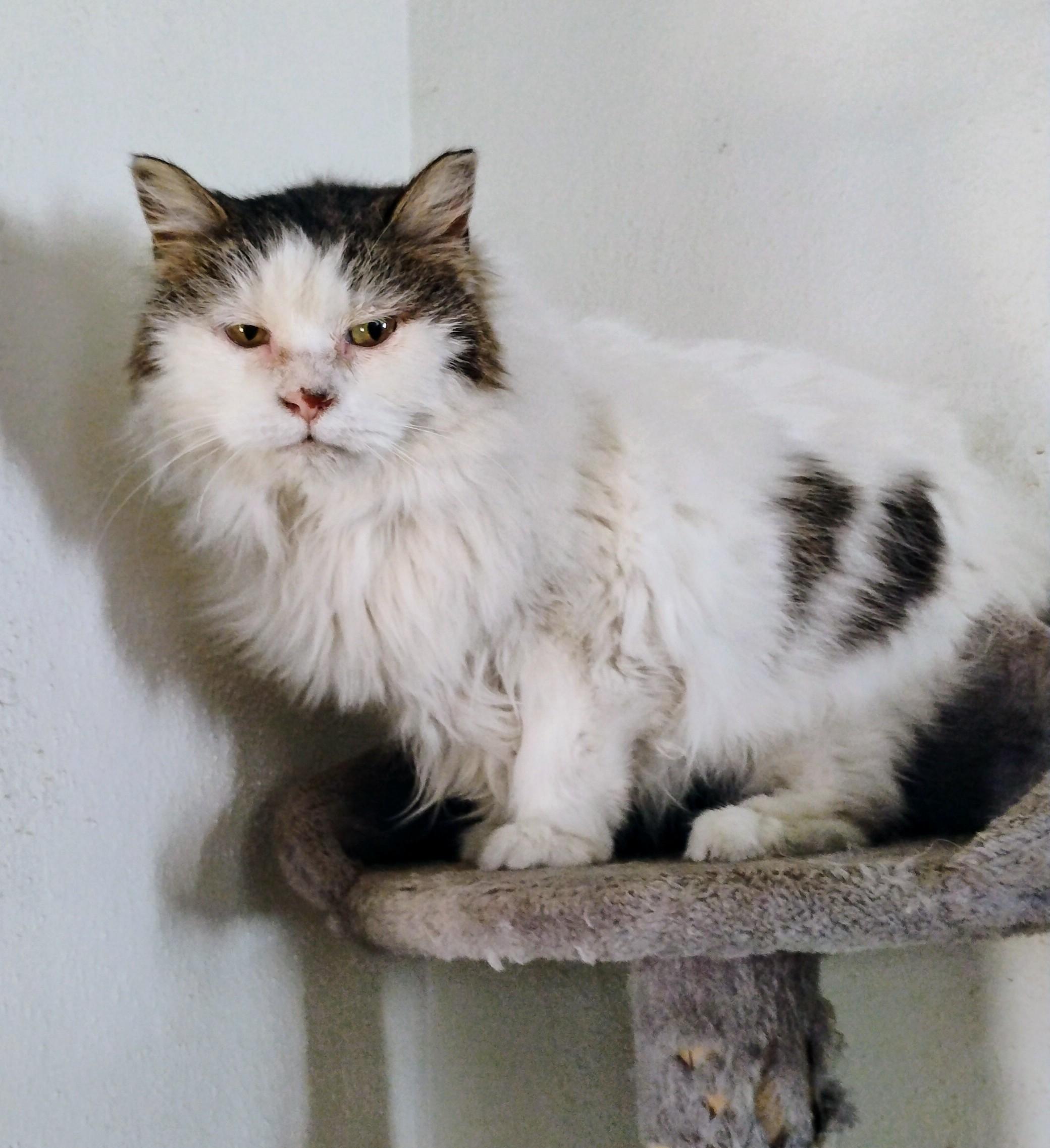 Rachel, Adoptable, Adult Female Persian & Domestic Long Hair.