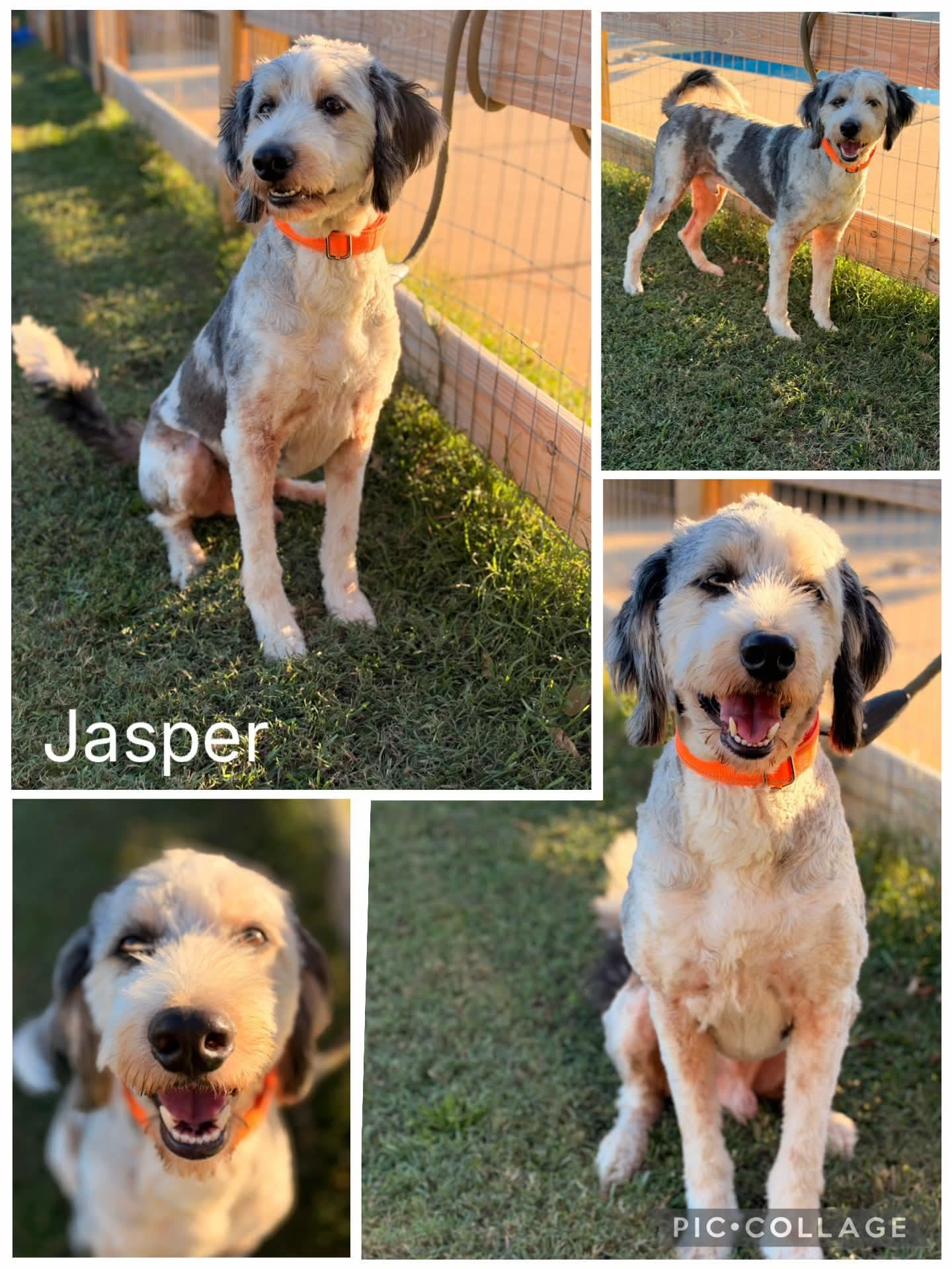 Enlarge Jasper, a Adopted Aussiedoodle in Enterprise, AL image 1/1