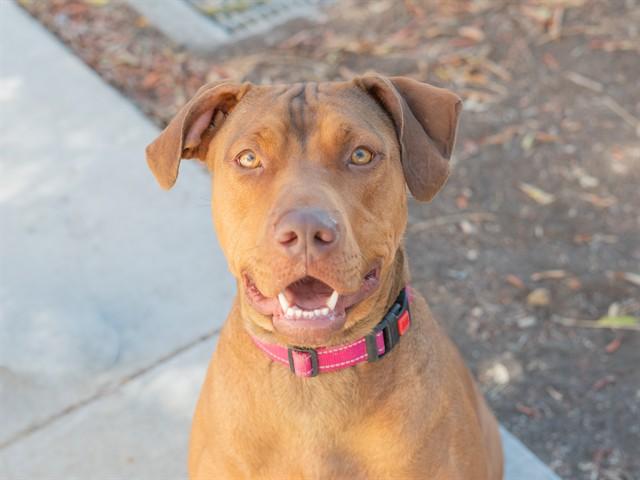 PENNY, Adoptable, Adult Female Doberman Pinscher & Pit Bull Terrier.