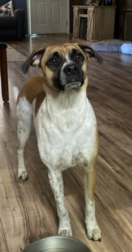 Shadow, a Adoptable mixed breed in Rock Hill, SC image 2/5