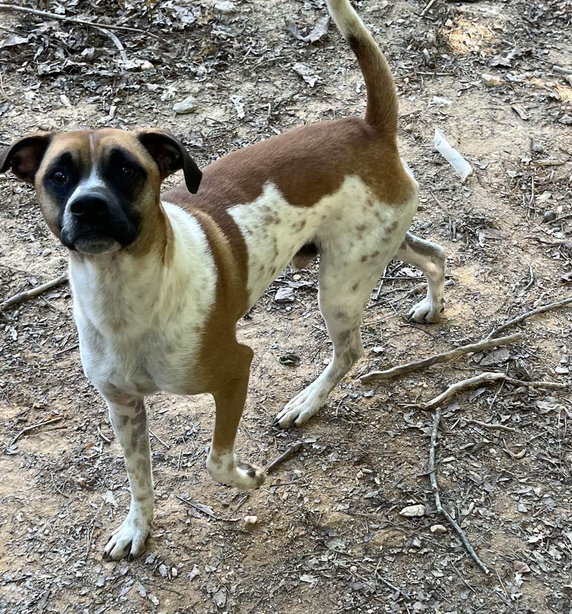 Shadow, a Adoptable mixed breed in Rock Hill, SC image 5/5