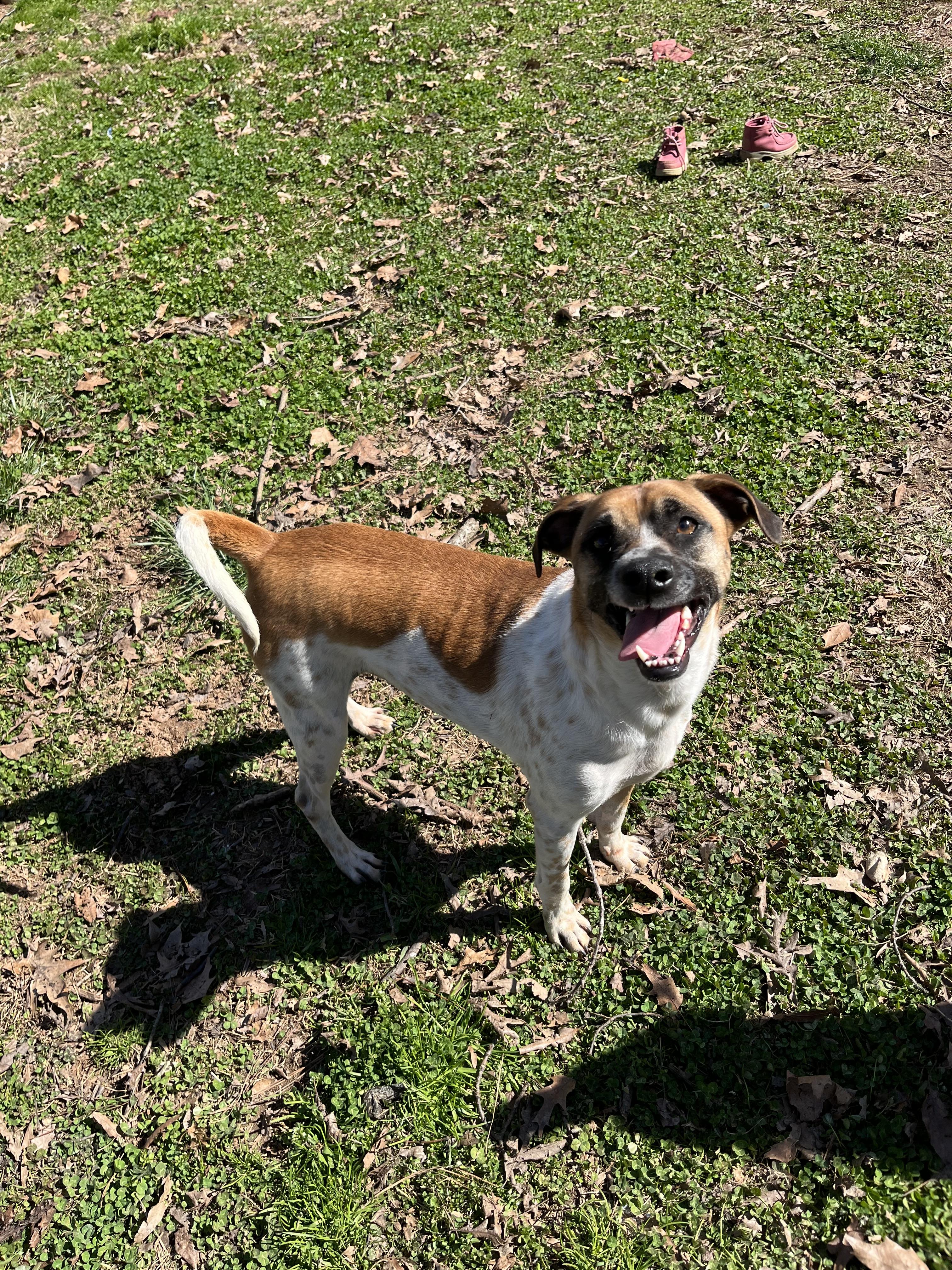 Shadow, a Adoptable mixed breed in Rock Hill, SC image 3/5