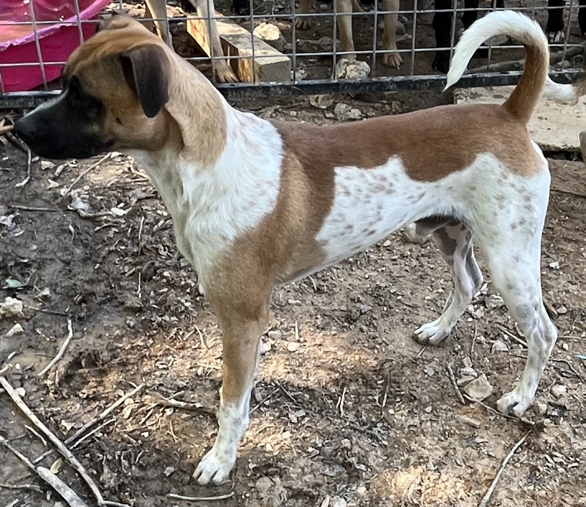 Shadow, a Adoptable mixed breed in Rock Hill, SC image 4/5