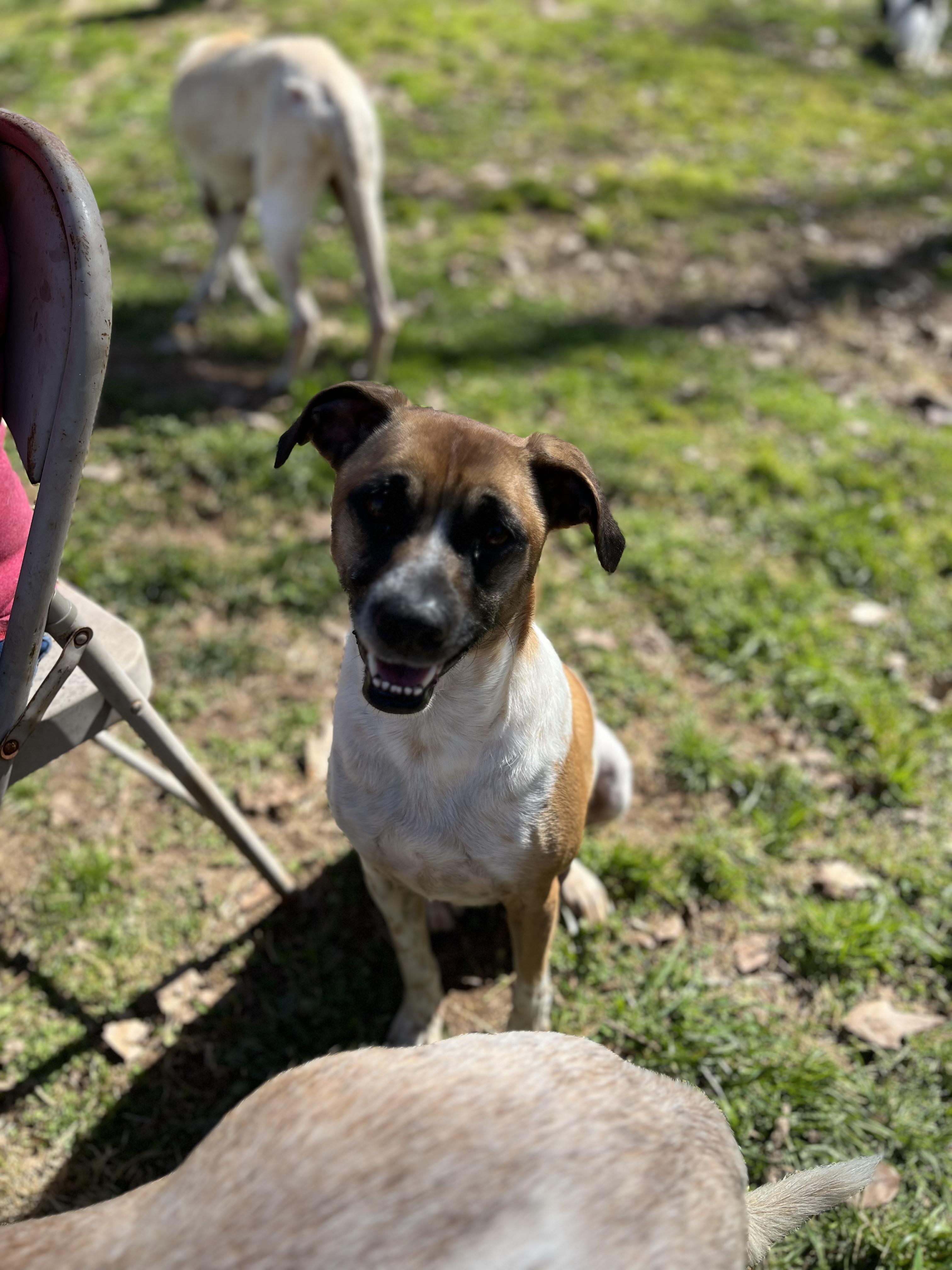 Shadow, a Adoptable mixed breed in Rock Hill, SC image 1/5