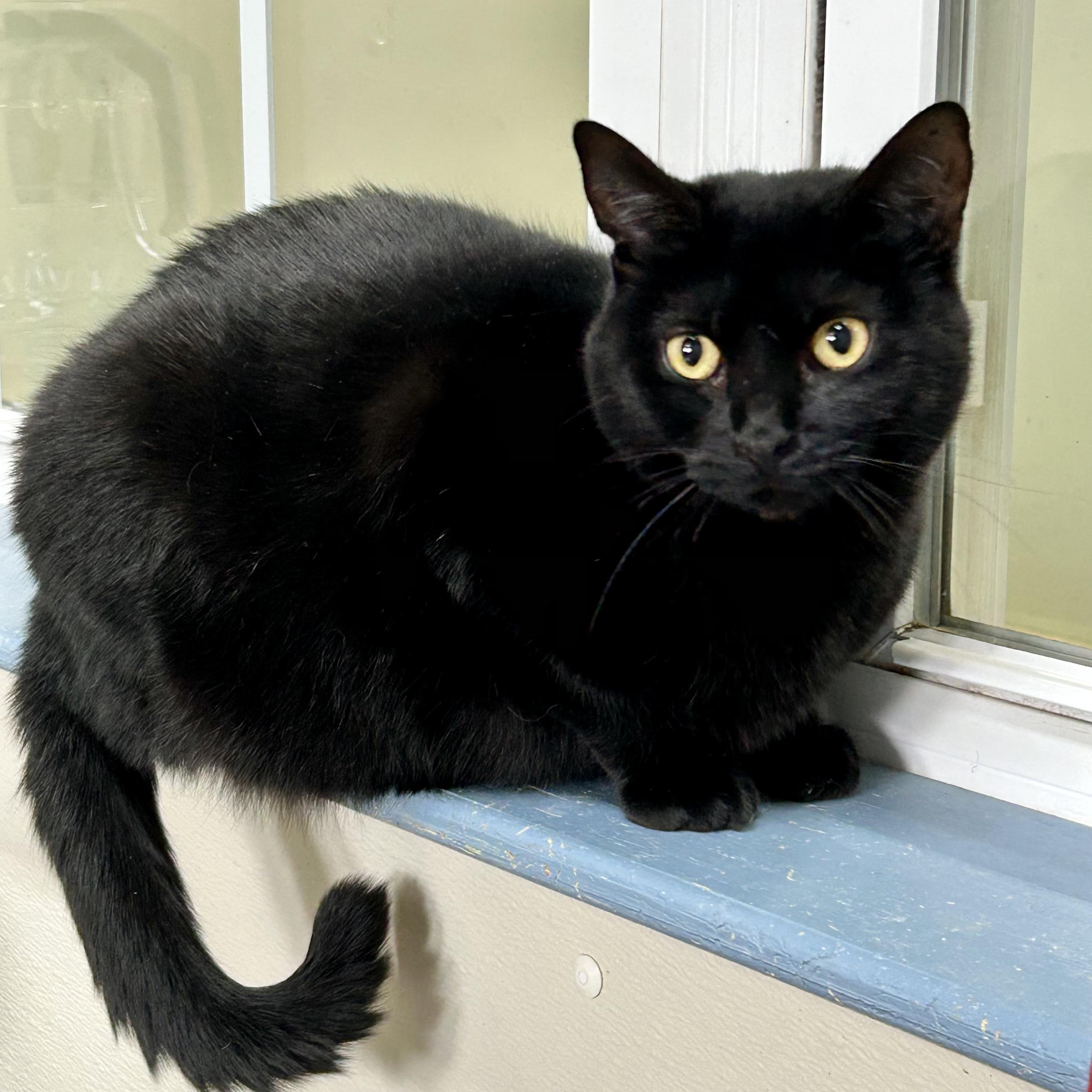 Enlarge Abeleine, a Adoptable Domestic Short Hair in Gallatin, TN image 1/1