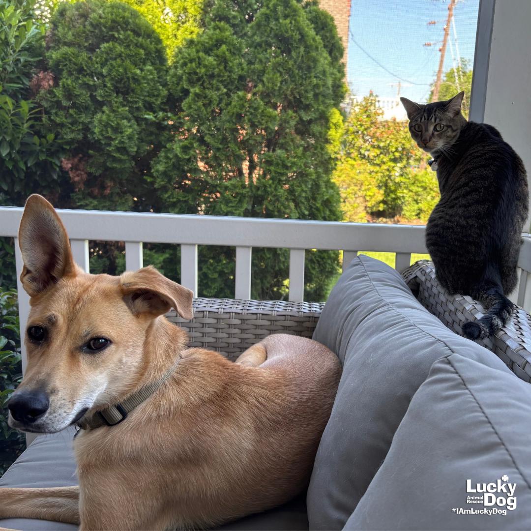 Mirabelle, Adoptable, Young Female Retriever & Collie.